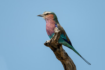 Lilac-breasted roller in profile on tree stump
