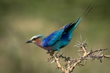 Lilac-breasted roller leans forward on thorn branch