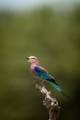 Lilac-breasted roller looks up from dead branch