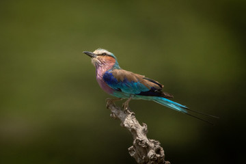 Lilac-breasted roller looks up from tree stump