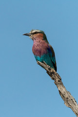 Lilac-breasted roller on branch against blue sky