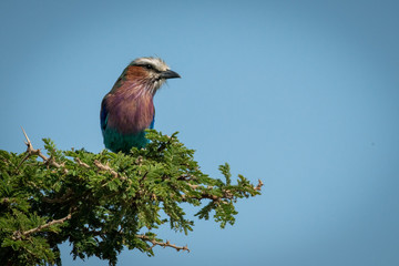 Lilac-breasted roller on leafy branch in sunshine