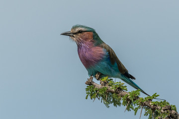 Lilac-breasted roller on thornbush under blue sky