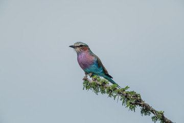 Lilac-breasted roller on thornbush against blue sky
