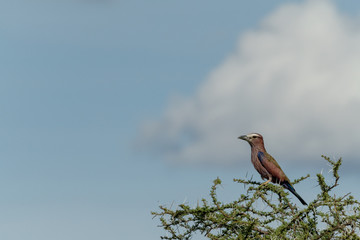 Lilac-breasted roller on thornbush with cloud behind