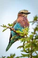 Lilac-breasted roller on thorny branch eyes camera