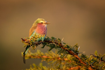 Lilac-breasted roller on thorny branch facing right