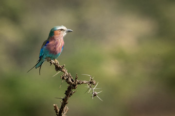 Lilac-breasted roller on thorny branch with catchlight