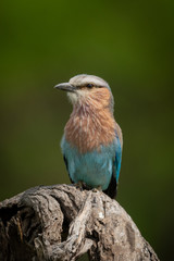 Lilac-breasted roller perched on twisted dead branch