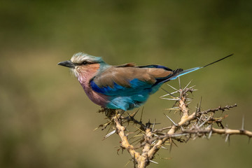 Lilac-breasted roller perches in profile in thornbush