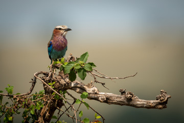 Lilac-breasted roller perches in bush facing right