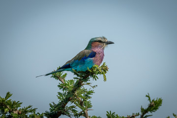 Lilac-breasted roller perches in profile on branch