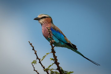 Lilac-breasted roller perches on branch in profile