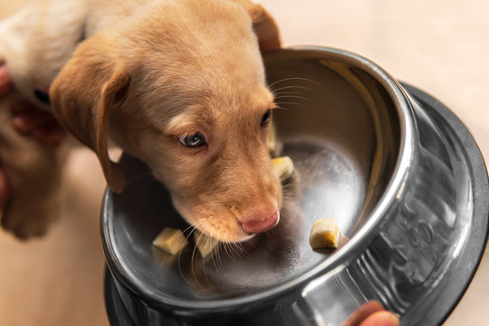Close- up dudley labrador retriever puppy eating banana sliced in a stainless steel dog bowl.