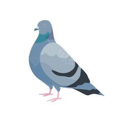 Cute pigeon flat vector illustration. City bird with dark grey plumage. Feathered dove side view. Urban fauna, feathery wildlife. Domesticated flying animal isolated on white background.