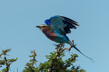 Lilac-breasted roller takes off from sunlit thornbush