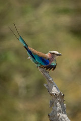 Lilac-breasted roller taking off from dead stump