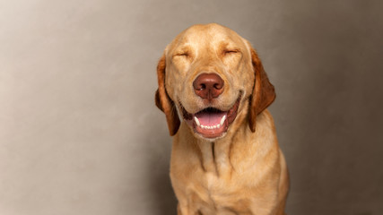 Portrait of Happy dudley Labrador retriever dog squinting against grey background.