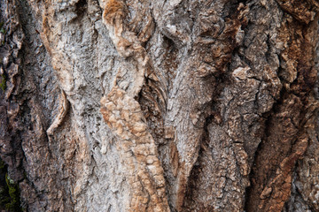 bark of a tree