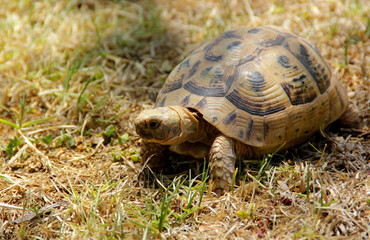 turtle on the grass
