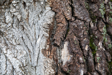 bark of a tree