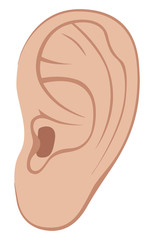 Left ear of man or woman. Line art vector Illustration. Isolated on a white background.