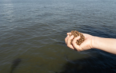 Feeding fish hand : pelllet of fish food on hand