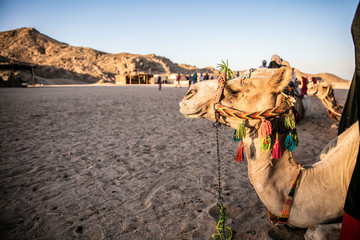 Camels in the desert