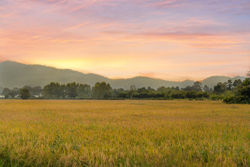 Paddy rice field in morning time.