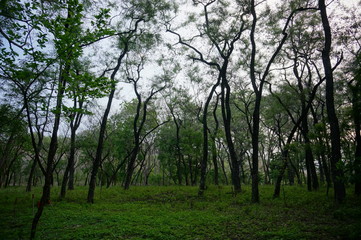 Obraz premium Plateau with a few trees under the foot of the mountain and was once a wilderness