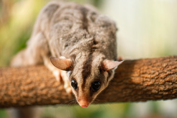 Detailed closeup of a Squirrel Glider. Scientific name is Petaurus norfolcensis.