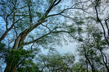 wilderness with the dominance of similar and green trees every year
