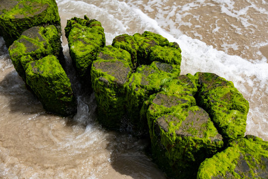 Buhne Holz Wangerooge Deutschland Strand Befestigung K&uuml;stenschutz Gezeiten Meer Strand Wellen Sand Ufer Flut Klimawandel Meeresspiegel Algen Seegras Seepocken Nationalpark Wattenmeer Welterbe Natur
