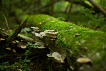 Honey agarics grow out of tree in the wood.