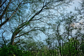 Plateau with a few trees under the foot of the mountain and was once a wilderness