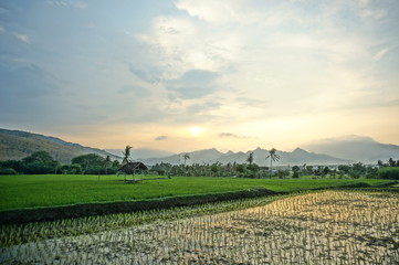 Fields that are used for growing rice and at harvest time, rice plants after planting by terracing farming methods