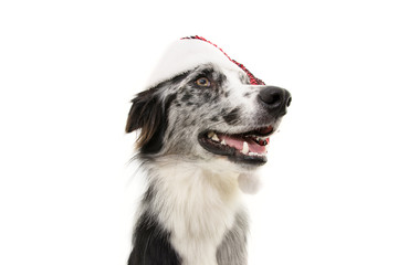 profile border collie dog celebrating christmas wearing a red santa claus hat. Isolated on white background.