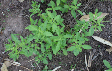 Holy basil leaves on the Holy basil tree. Holy basil leaves are useful herbs.