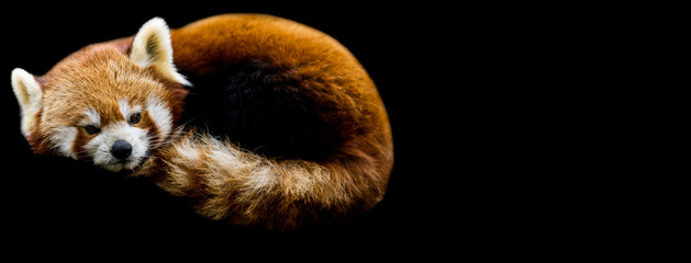 Red panda with a black background © AB Photography