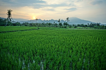 Fields that are used for growing rice and at harvest time, rice plants after planting by terracing farming methods