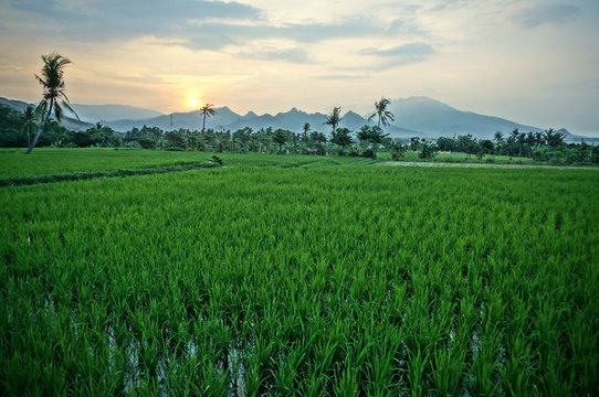 Fields that are used for growing rice and at harvest time, rice plants after planting by terracing farming methods