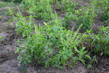 Holy basil leaves on the Holy basil tree. Holy basil leaves are useful herbs.