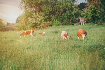 Obraz na płótnie Canvas cow grazing on a green meadow. large horned livestock eats the grass. animals close up. Concept of meat products, agriculture, life in nature, organization for the protection of animals