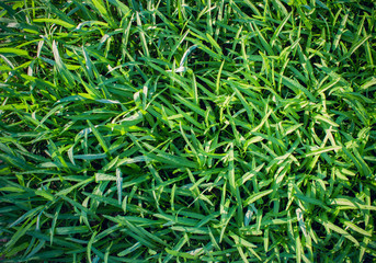 Green Chinese morning glory is growing in agricultural fields and waiting to be harvested.