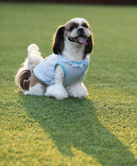 Happy puppies in a private playground