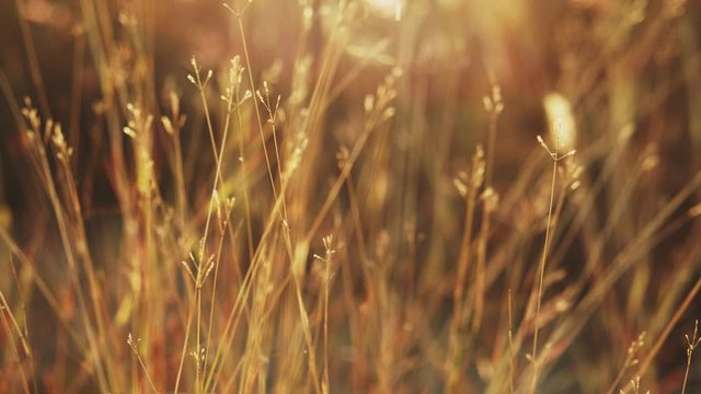 flower grass in the wind with the light of the morning sun of summer, b- roll shot. 	