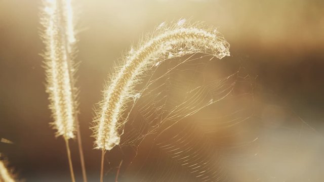 flower grass in the wind with the light of the morning sun of summer, b- roll shot. 	