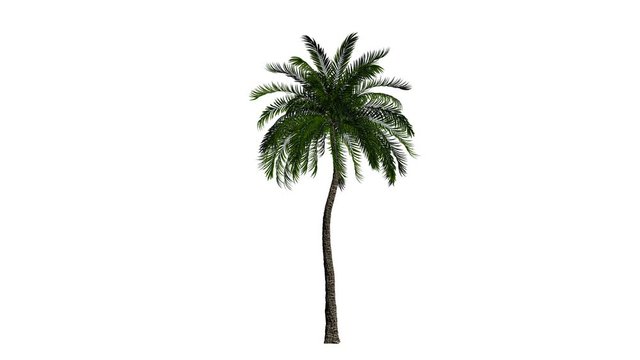 Palm isolated blowing in the wind, against white