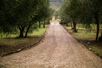 Olive trees