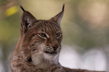 Lynx boréal